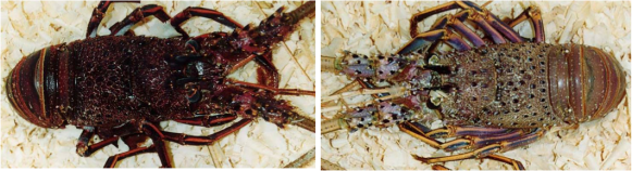 Other lobster crustacyanins; the Australian Western Rock Lobster (which has ‘red’ and ‘white’ phases); also only one gene (type 2)